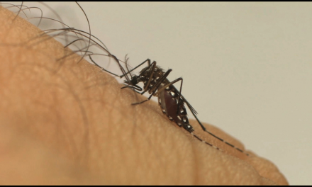 DENGUE – Saúde alerta para cuidados com criadouros do mosquito durante período de chuvas