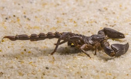 Soros produzidos no Instituto Butantan a partir do veneno dos escorpiões salvam vidas