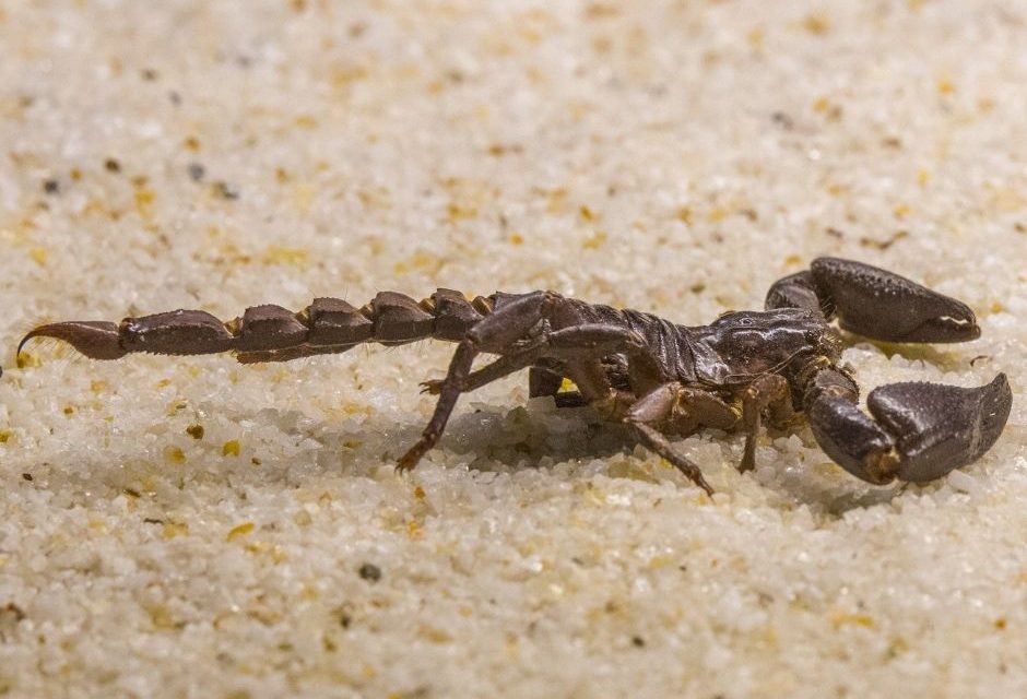 Soros produzidos no Instituto Butantan a partir do veneno dos escorpiões salvam vidas