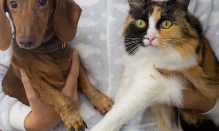 LOuVE PET: saiba como prevenir a doença renal crônica em pets
