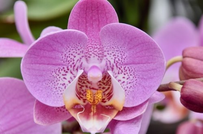 Louveira tem curso gratuito de cultivo de orquídeas