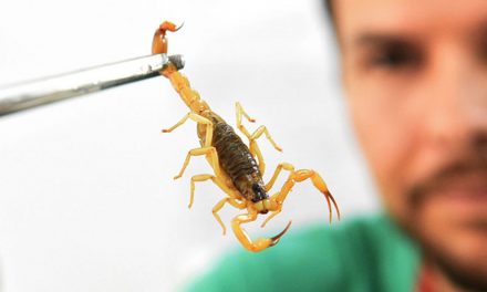 Butantan disponibiliza curso online sobre escorpião