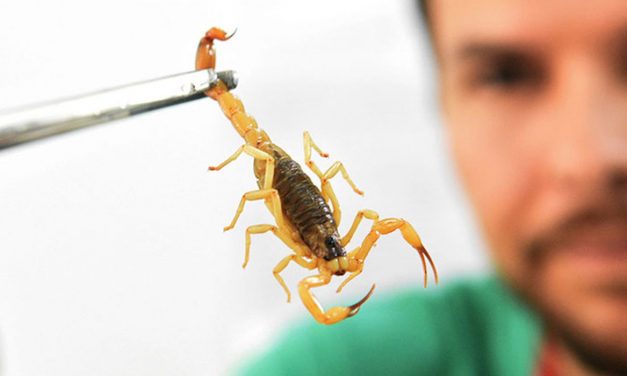 Como prevenir e tratar picadas de escorpião