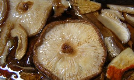 Curso gratuito ensina segredos da produção do cogumelo shimeji