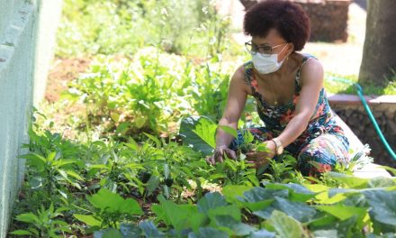 Fundo Social transforma quintal em horta para produção de legumes, hortaliças, chás e temperos
