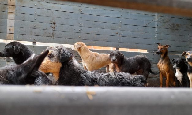 Cerca de 200 animais são removidos da ONG Amalo e levados para a Zoonoses e abrigos provisórios