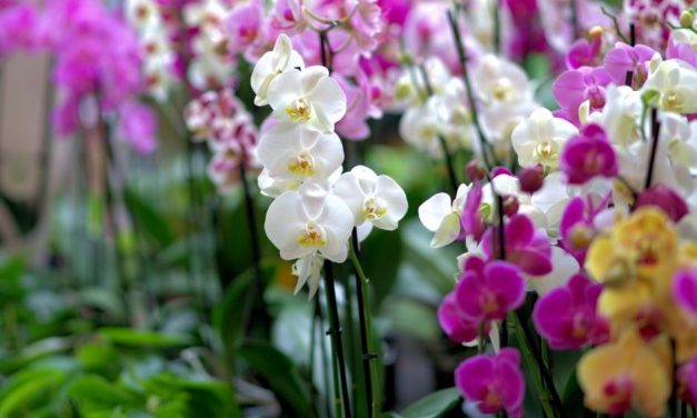 Curso gratuito de cultivo de orquídeas abre inscrições em Louveira
