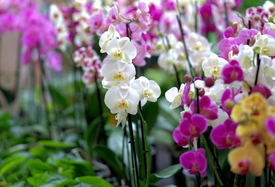 Curso gratuito de cultivo de orquídeas abre inscrições em Louveira