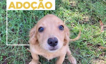 Animais para adoção em Louveira: sete cachorrinhos procuram por um lar