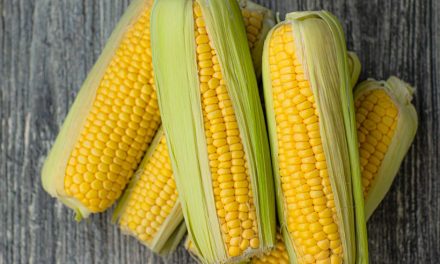 Curso gratuito de processamento caseiro de milho está com inscrições abertas