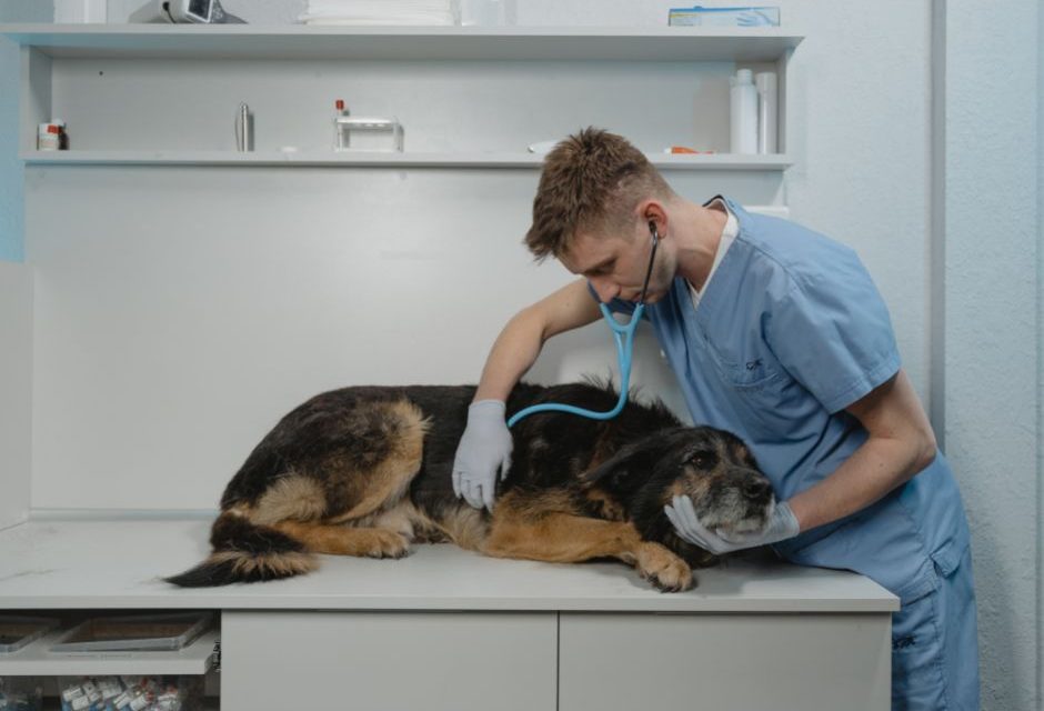 LOuVE Pet: como identificar problemas urinários nos pets?