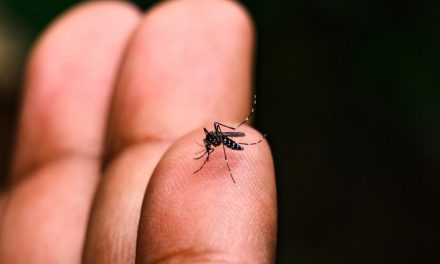 Água sanitária pode ser eficaz no combate às larvas do mosquito da dengue