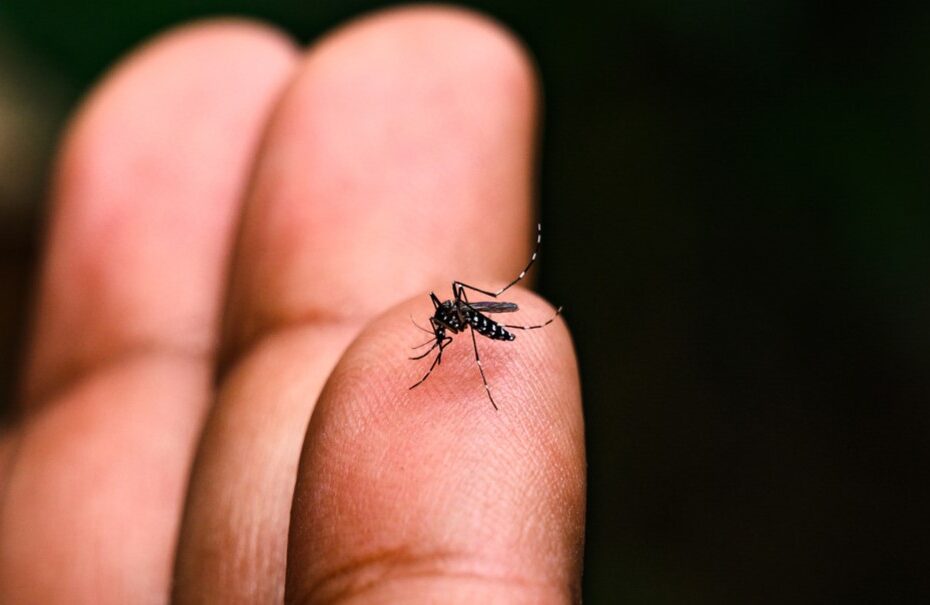 Água sanitária pode ser eficaz no combate às larvas do mosquito da dengue
