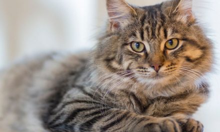 LOuVE Pet – O Universo dos Gatos – O que se sabe sobre esses animais tão únicos