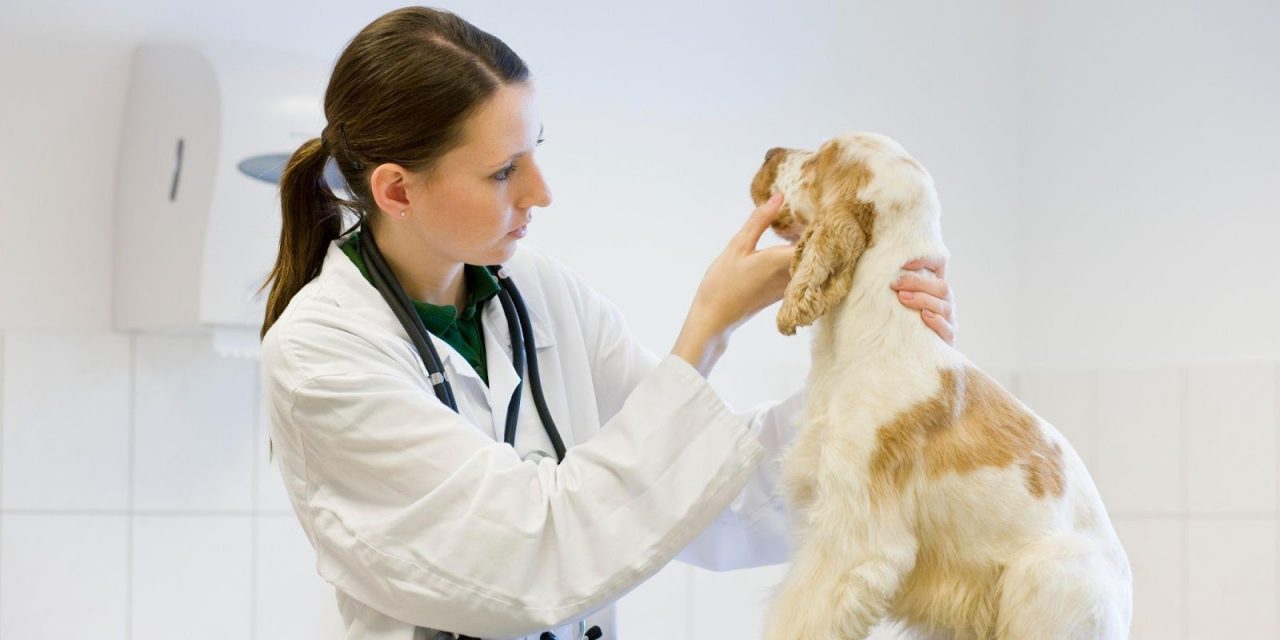 LOuVE Pet: Março Amarelo traz alerta sobre doenças renais e urinárias em gatos e cães