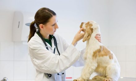 LOuVE Pet: Março Amarelo traz alerta sobre doenças renais e urinárias em gatos e cães