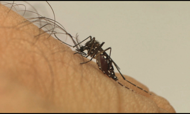 Saúde de Louveira faz alerta para cuidados com chikungunya em meio à pandemia da covid-19