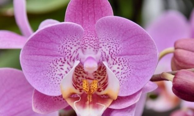 Curso gratuito de Cultivo de Orquídeas será realizado em Louveira