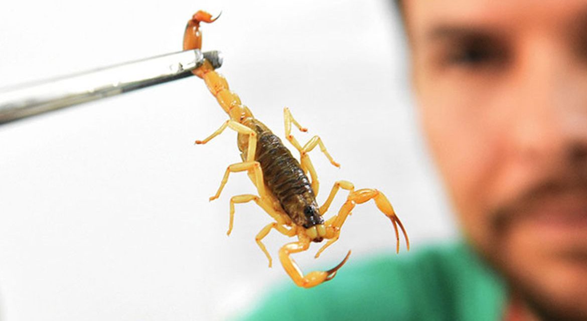 Butantan disponibiliza curso online sobre escorpião