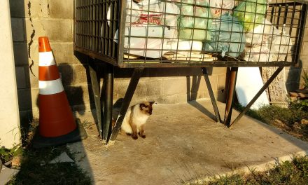Protetora precisa de ajuda para cuidar de animais de rua em Louveira
