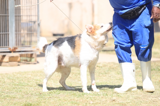 Adoção de animais em Louveira: Serviço especial é criado pela Prefeitura