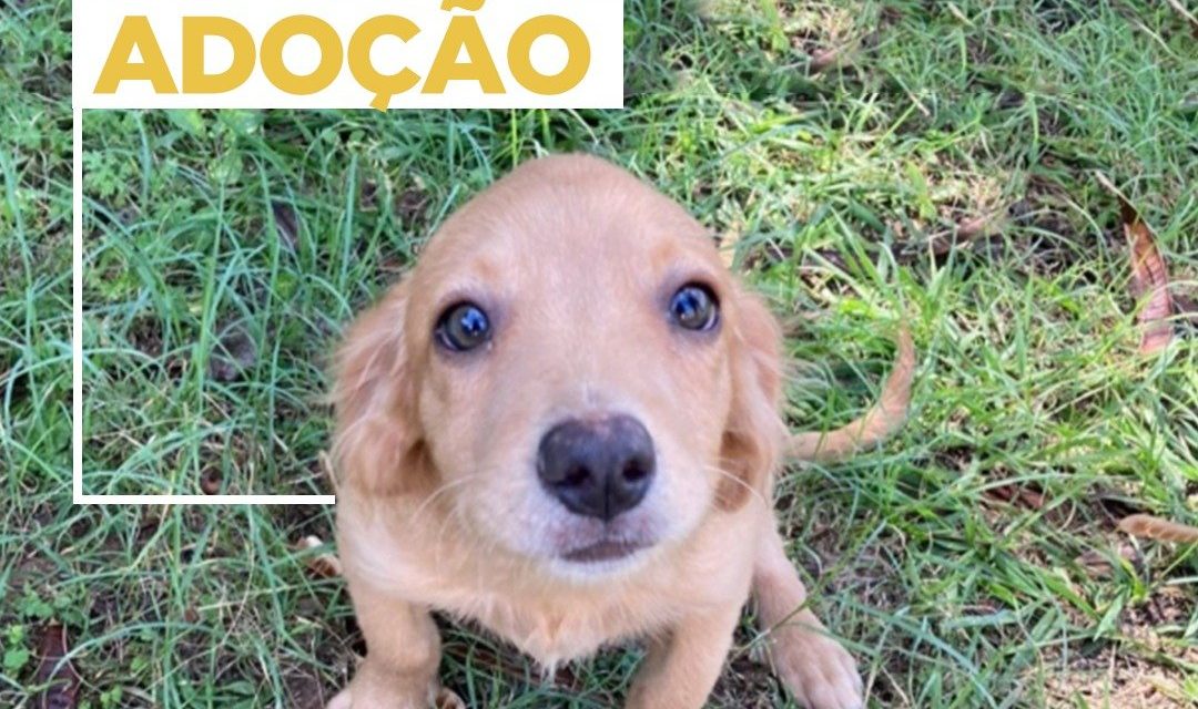 Animais para adoção em Louveira: sete cachorrinhos procuram por um lar