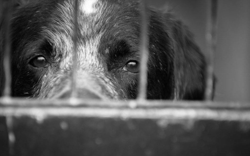 Denúncia de maus tratos a animais: lei estadual obriga veterinários a notificarem casos